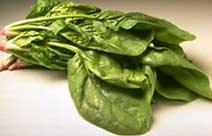 Spinach leaves